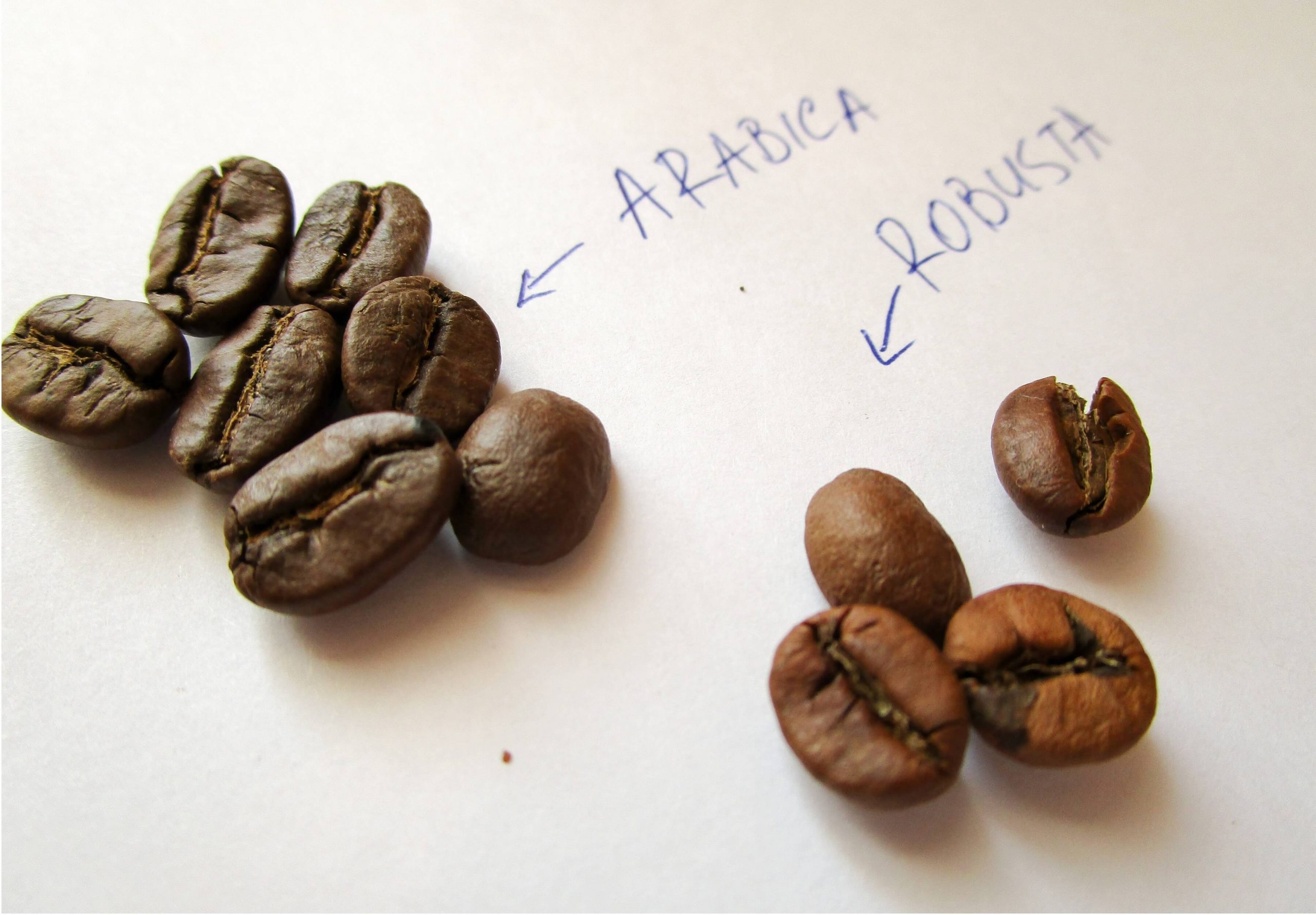 Сорт арабика и робуста. Арабика Робуста Либерика. Кофе в зернах Арабика и Робуста. Кофейные деревья Арабика и Робуста. Зерно Арабика и Робуста разница.